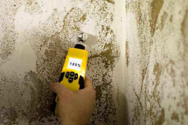 Professional Mold Inspection, Removal & Remediation in Annandale, MN